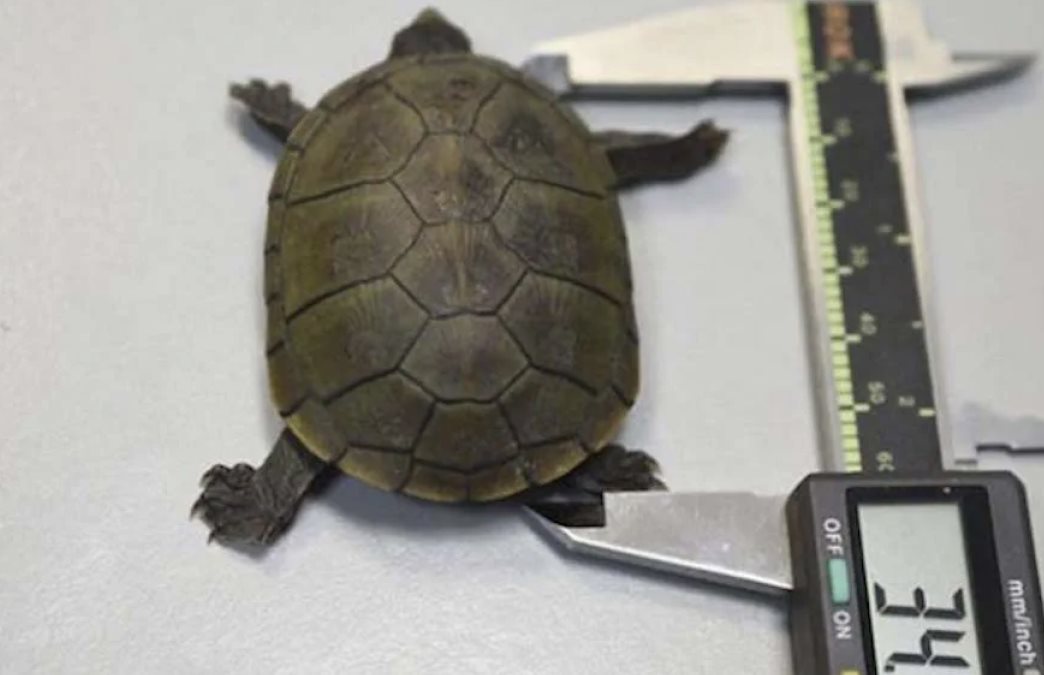 Tortuga casquito de Puerto Vallarta en peligro de extinción Conabio