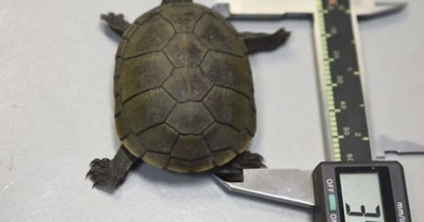 Tortuga Casquito De Puerto Vallarta En Peligro De Extinci N Conabio