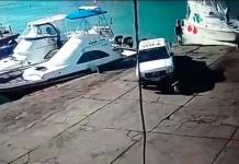 Dura sanción a ciudadano que atropelló a pelícano en las Islas Galápagos (VIDEO)
