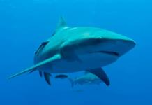Tiburón ataca a turista estadounidense en playa de Guerrero