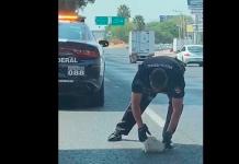 Policía rescata cachorro en carretera; enternece a las redes (VIDEO)