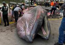 Ballenas de Bryde en peligro de extinción en Golfo de México Ballenas de Bryde en peligro de extinción en Golfo de México