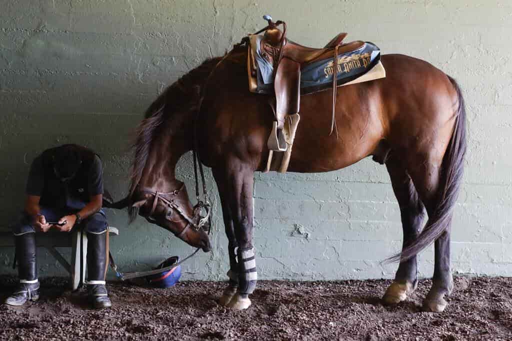 mueren las molestias del caballo
