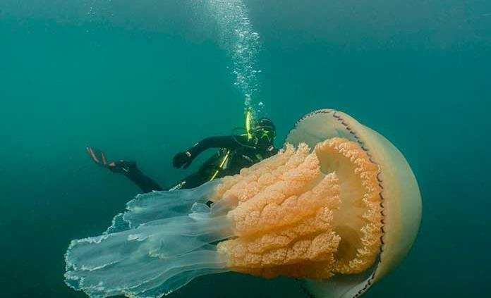 Bióloga comparte imágenes de medusa gigante