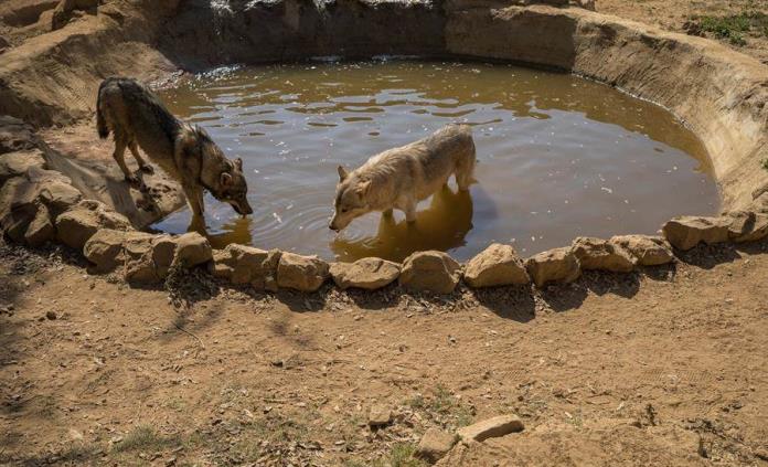 Una manada de lobos canadienses encuentra su hogar en Sudáfrica