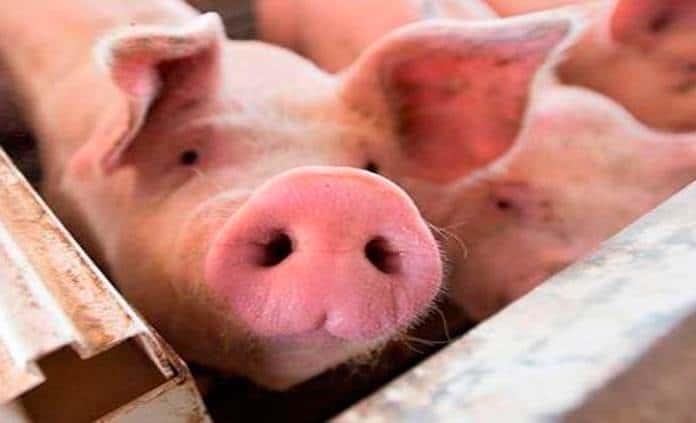Desarrollan tecnología para restaurar funciones celulares en cerdos muertos