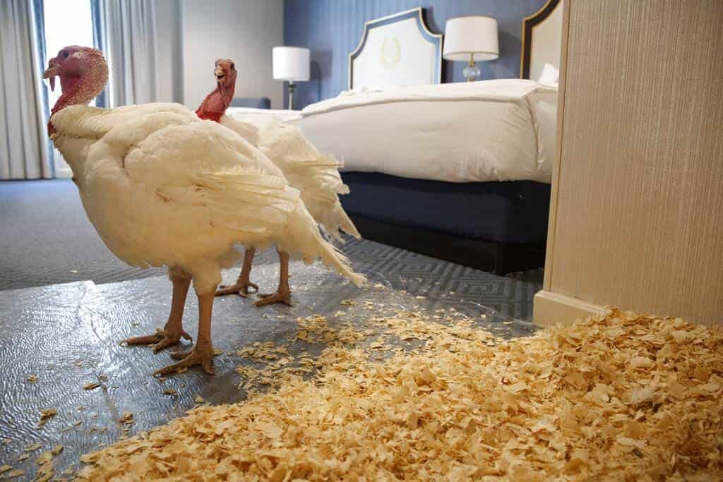 Bread y Butter, los pavos futboleros que esperan el indulto de Trump