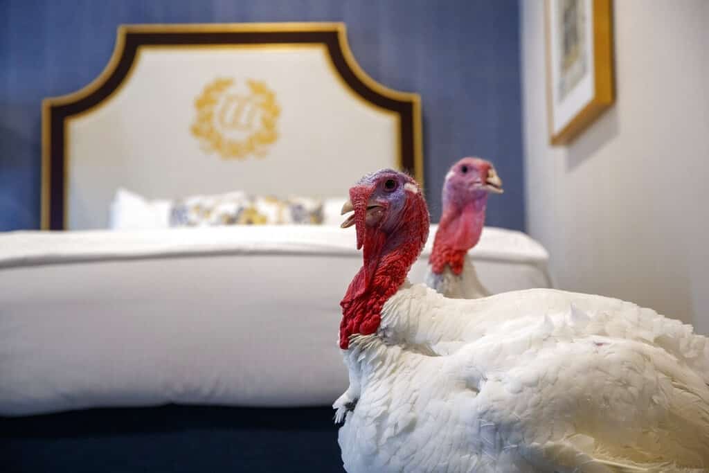 Bread y Butter, los pavos futboleros que esperan el indulto de Trump