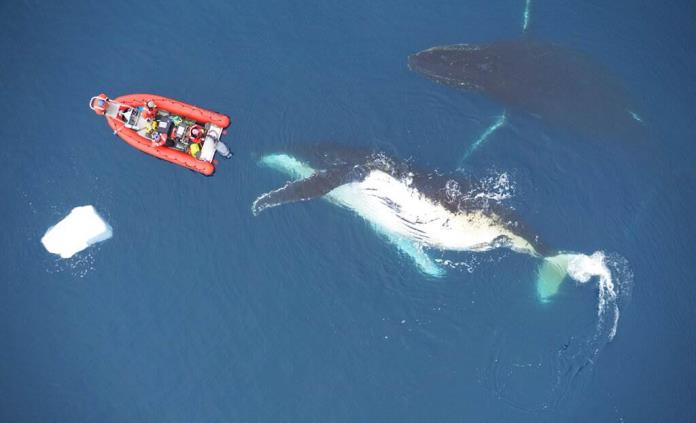 Estudio: La Dieta Influye En El Tamaño De Las Ballenas