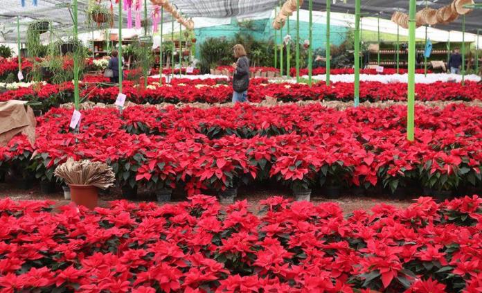 La flor de Nochebuena, un símbolo de identidad de la Navidad mexicana