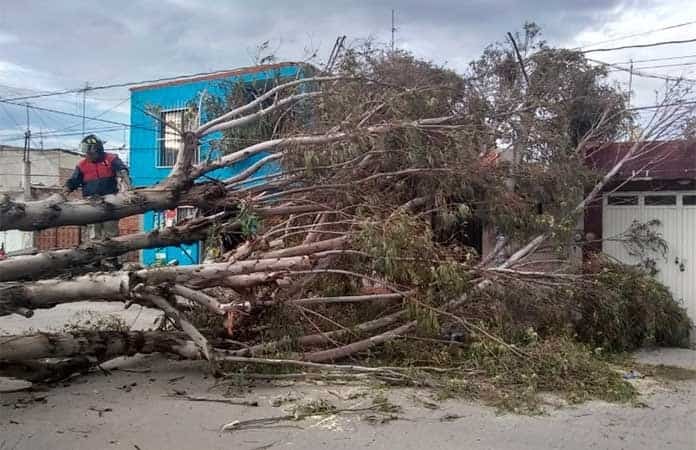 Fuertes Vientos Provocan Afectaciones En Energía Eléctrica Y Caída De árboles Y Lonas En Slp Fotos 1276