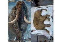 Científicos reavivan células de mamuts y hablan de resurrección