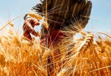 ONU exportará 30,000 toneladas de trigo ucraniano ante crisis alimentaria