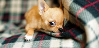 ¿Chihuahua o pitbull?; la raza de tu perro no determina su comportamiento