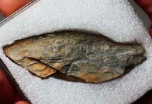 Descubren en Portugal un fósil de saltamontes con 300 millones de años
