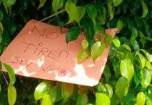 Mediante letreros, vecinos de Himno Nacional expresan su desacuerdo con el retiro de árboles