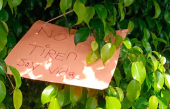 Mediante letreros, vecinos de Himno Nacional expresan su desacuerdo con el retiro de árboles