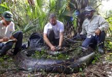 Capturan pitón de 97.5 kgs y cinco metros en Florida