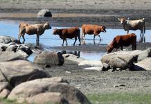 La ganadería genera dos tercios de las emisiones del sector agrícola