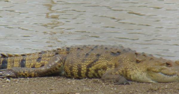 Cocodrilo ataca a dos turistas estadounidenses en Puerto Vallarta