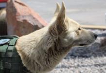 Coyote, el perrito callejero que ya forma parte de la policía estatal