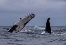 Las ballenas jorobadas llegan al mar ecuatorial por amor y por sus crías