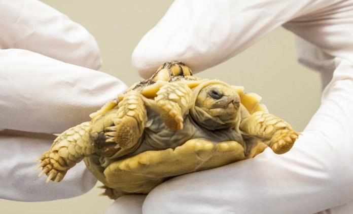 Nace la primera tortuga siamesa bicéfala en la historia de los Países Bajos