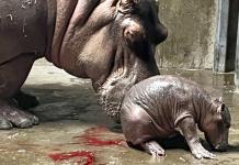 Nace cría de hipopótamo en el zoológico de Cincinnati