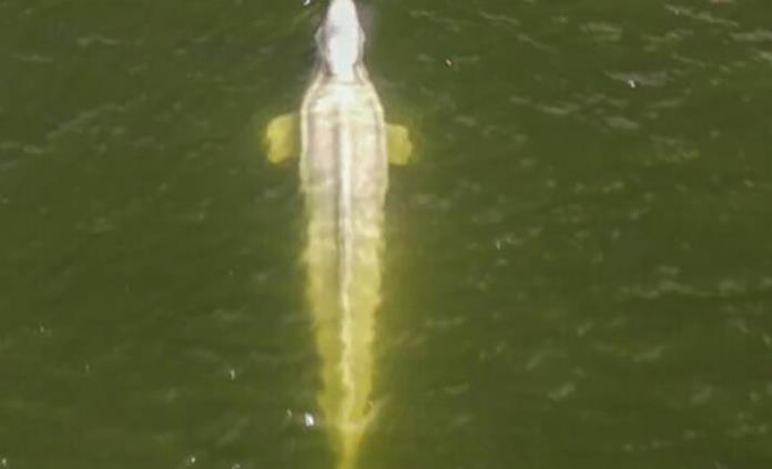 La beluga que ingresó al río Sena sigue sin querer comer
