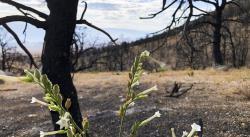 La vida regresa tras el fuego en Sierra Nevada, California